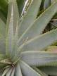 aloe herbalife prodotti