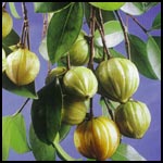 garcinia cambogia cromo 