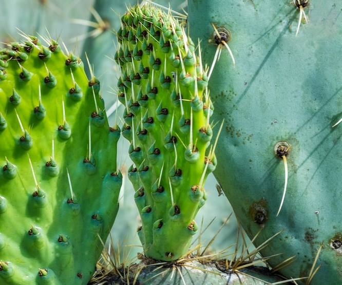 Il Nopal