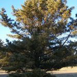 Il pino coreano, o Pinus koraiensis, è un pino delle regioni orientali dell'Asia