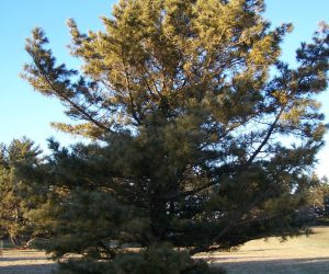 Il pino coreano, o Pinus koraiensis, è un pino delle regioni orientali dell'Asia