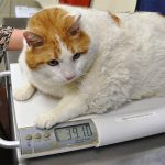 Un gatto evidentemente sovrappeso