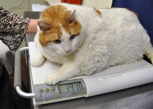 Un gatto evidentemente sovrappeso